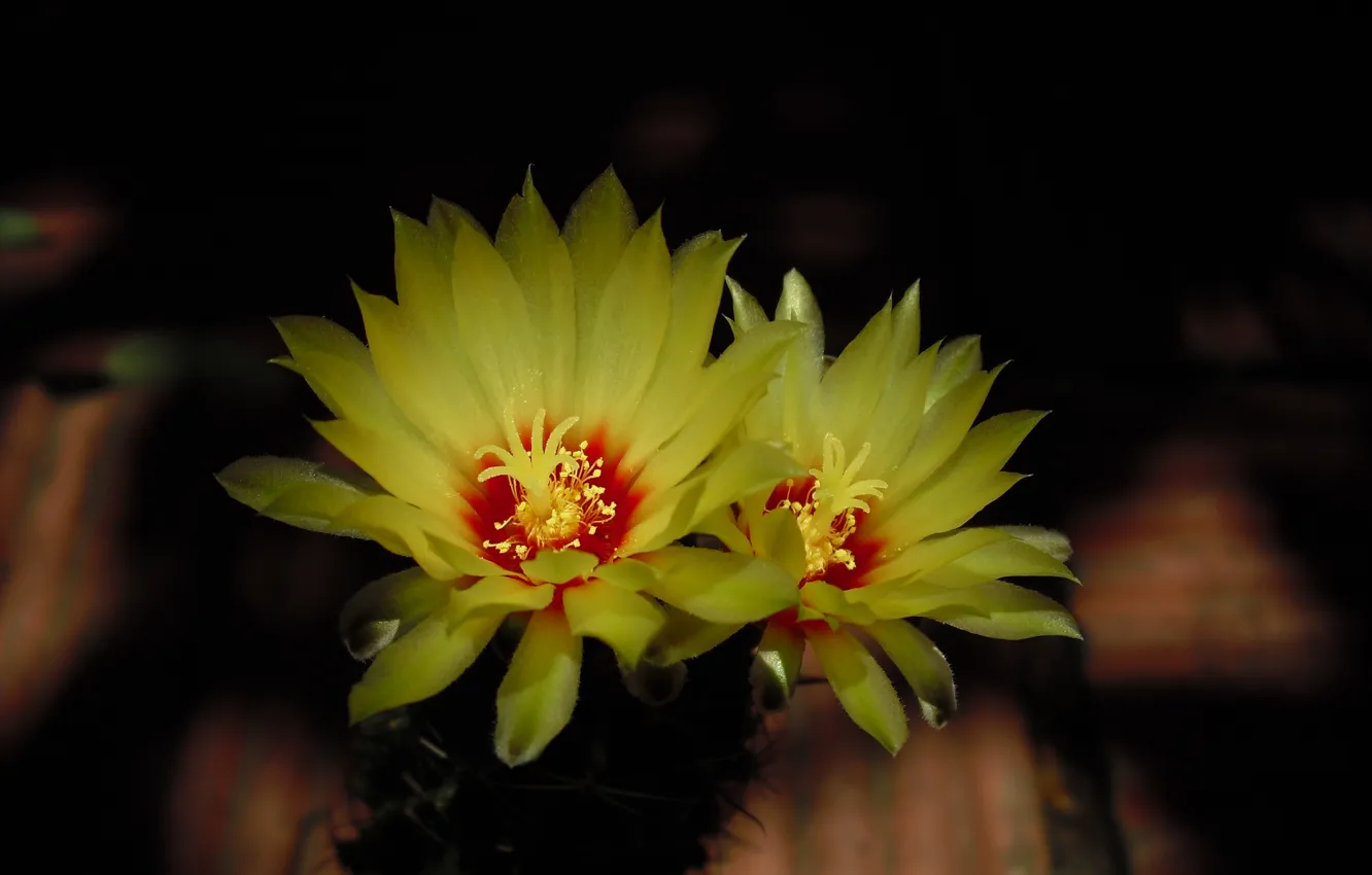 Фото обои Thailand, Bangkok, cactus