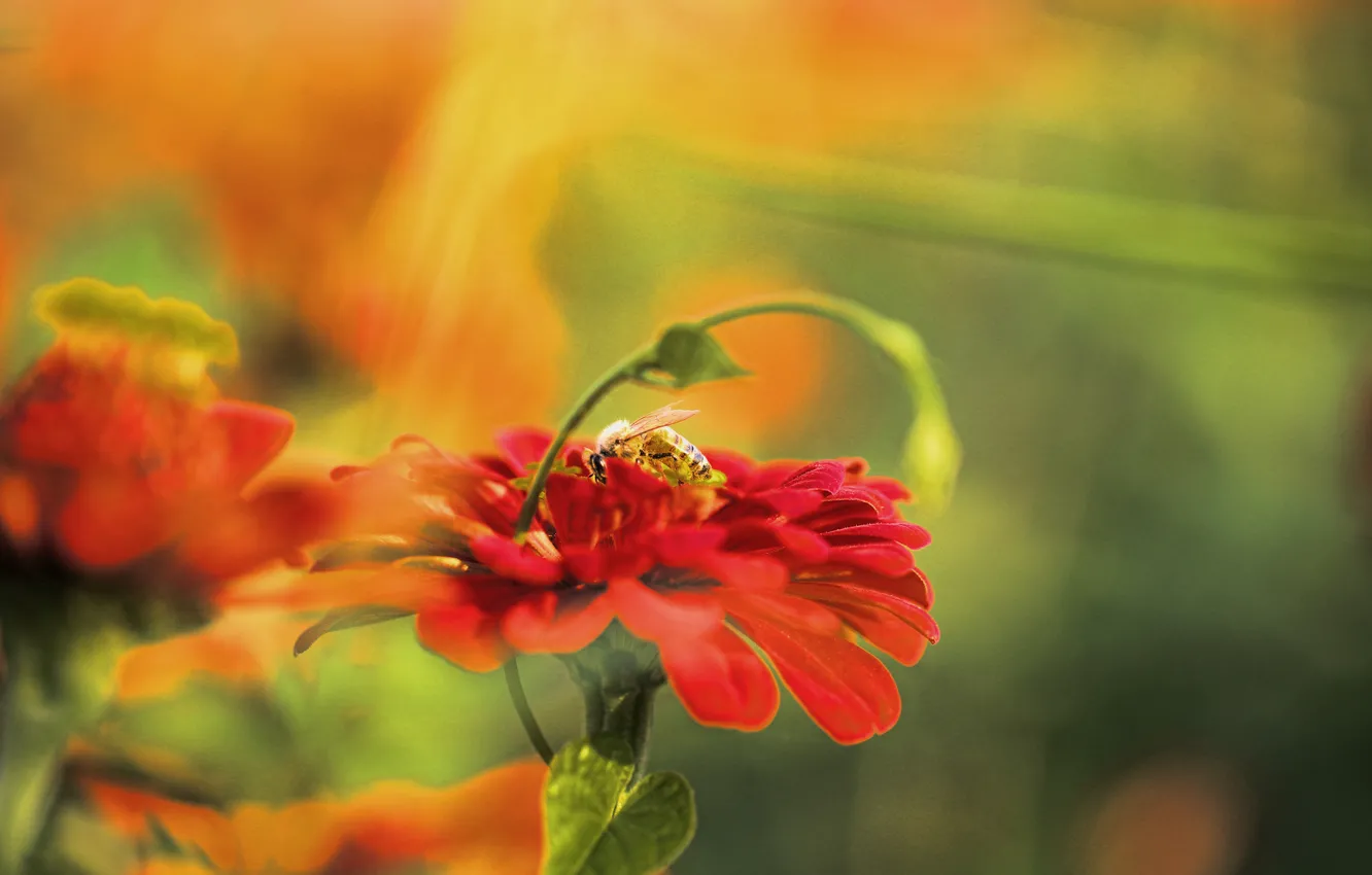 Фото обои цветок, красный, пчела, фон, размытость