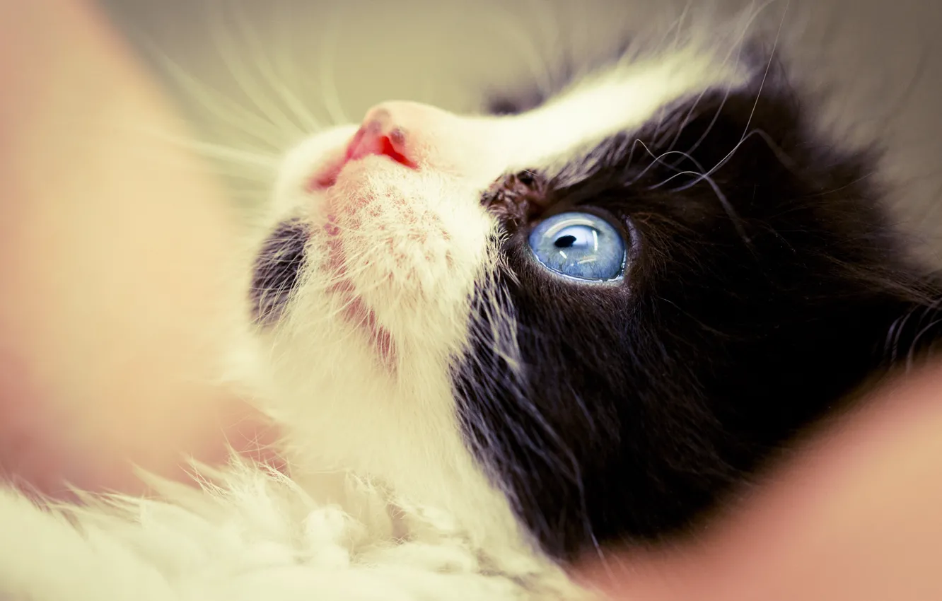 Фото обои кошка, макро, черно-белый, мордочка, котёнок, голубые глаза, лапочка