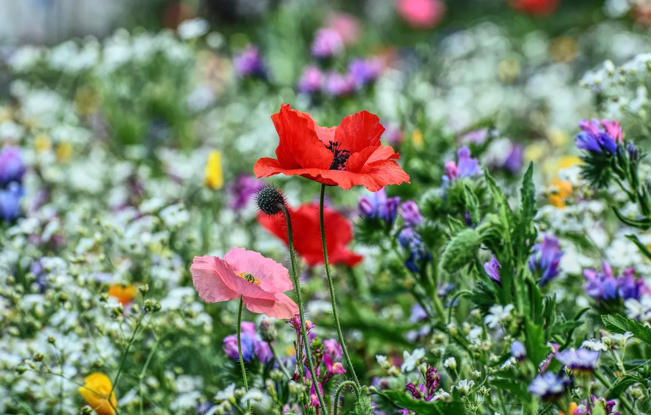 Фото обои цветы, мак, маки, луг, полевые