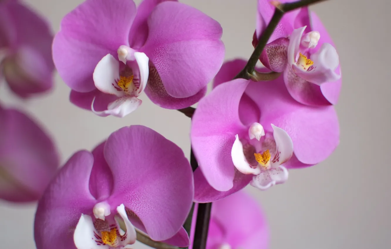 Фото обои макро, цветы, лепестки, орхидеи, орхидея