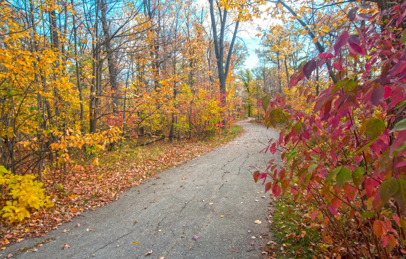 Фото обои осень, листья, парк, дорожка