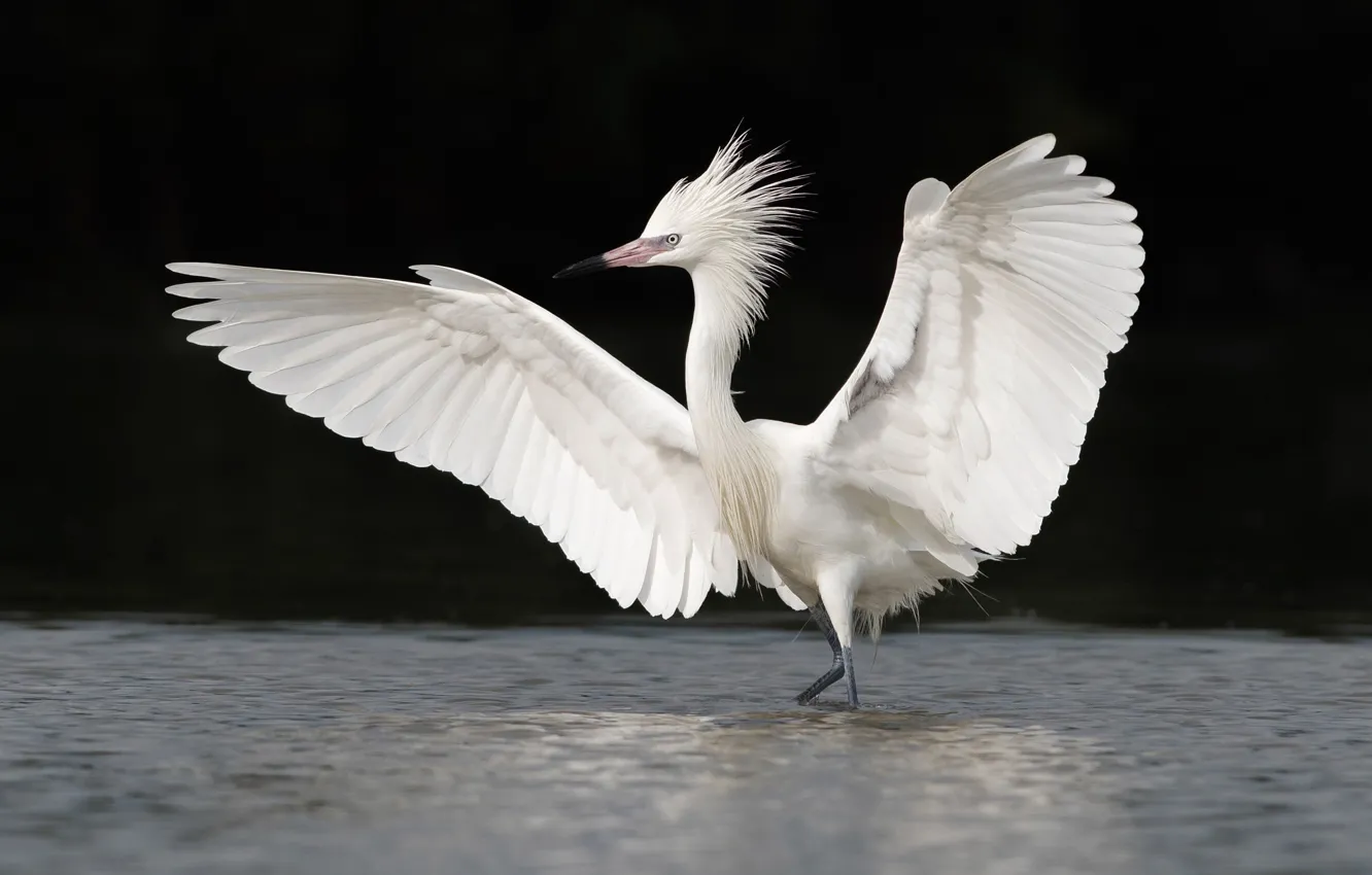 Фото обои вода, птица, крылья, белая, цапля