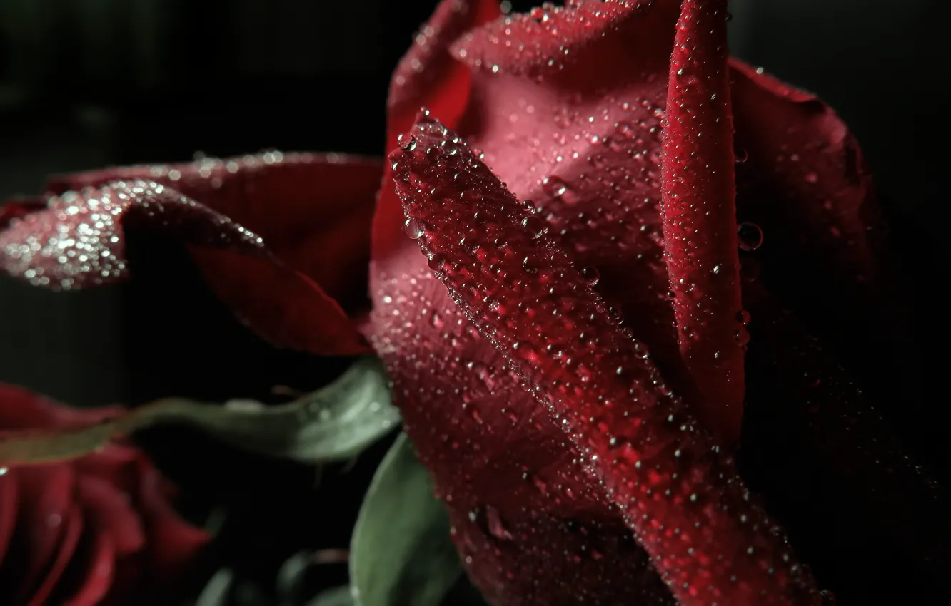 Фото обои капли, макро, Роза, лепестки, rose, красная, macro, боке