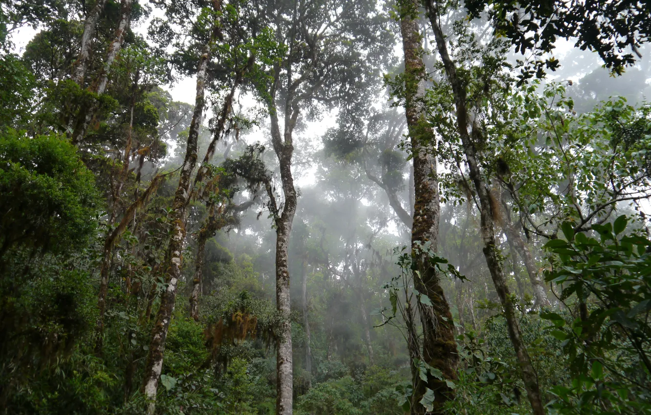 Фото обои дождь, влага, сельва, тропический лес, mossy trees in mist