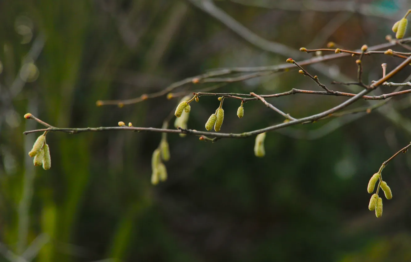 Фото обои forest, park, tree, twig