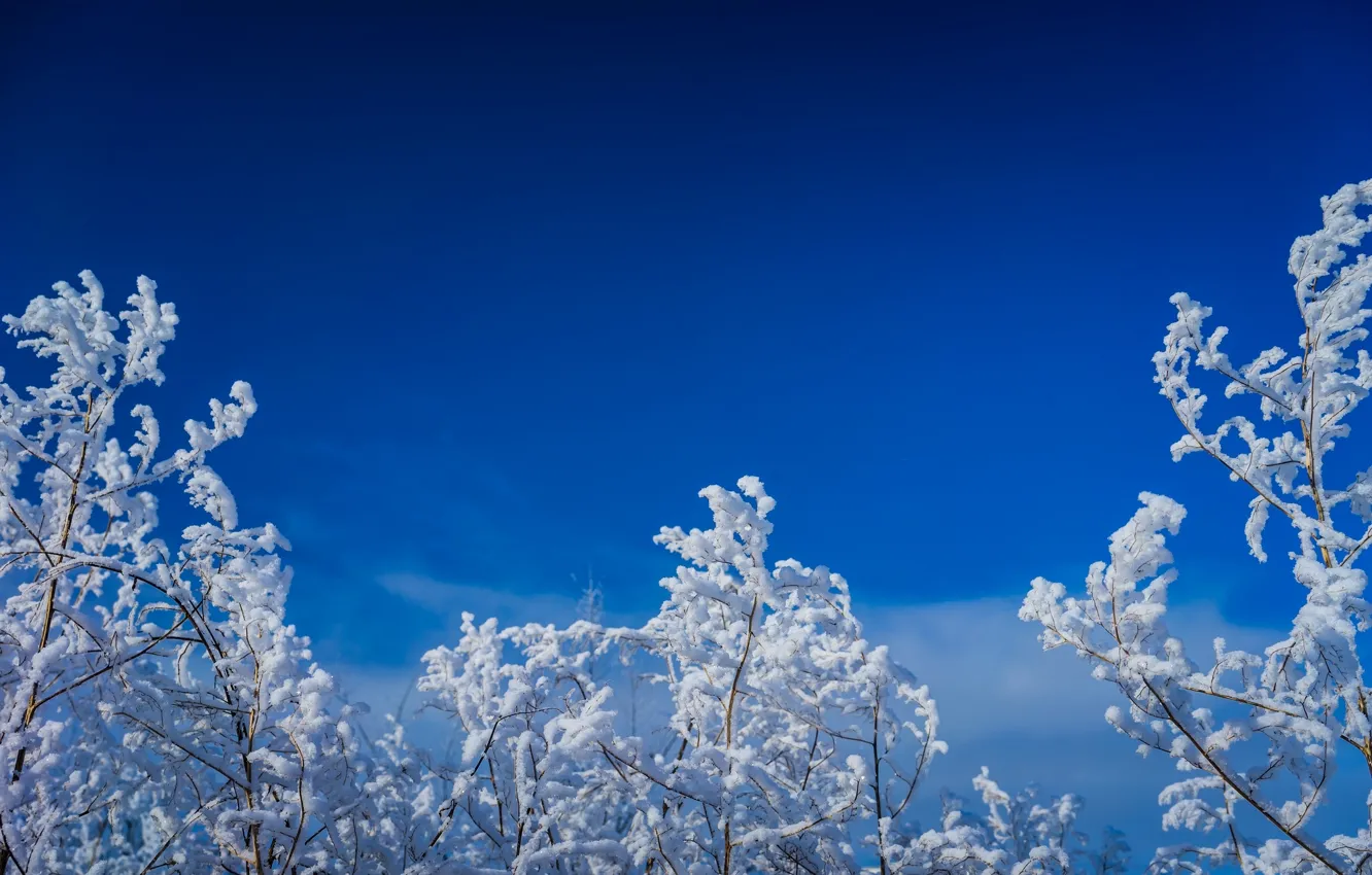 Фото обои зима, иней, небо, снег, ветки