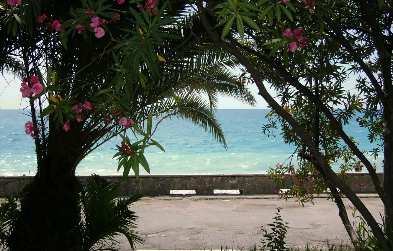 Фото обои Цветы, Природа, Море, Деревья, Nature, Flowers, Sea, Абхазия