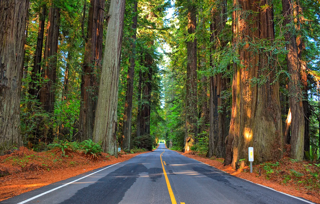 Фото обои дорога, лес, деревья, шоссе
