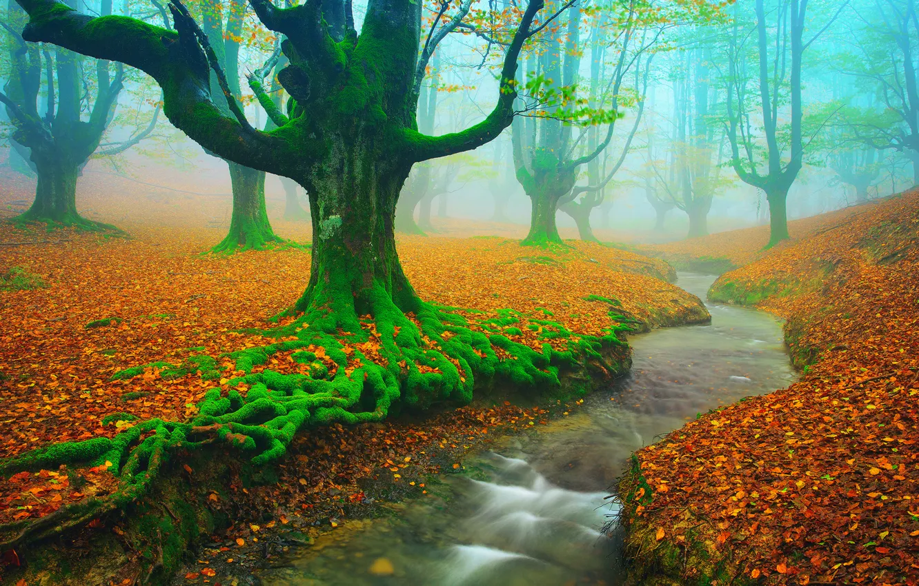 Фото обои осень, деревья, река, ручей, листва, мох, Испания, Ноябрь