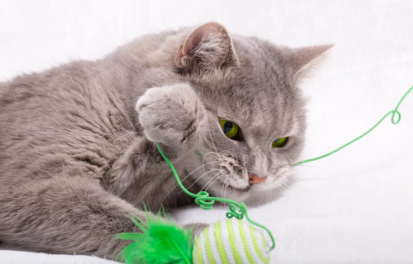 Фото обои кошка, кот, серый, игрушка, перья, белый фон, мячик, нитка