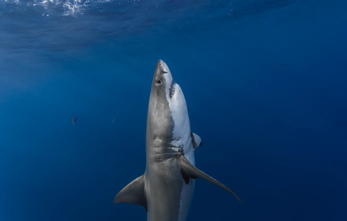 Фото обои поверхность, хищник, акула, засада, вертикальные, predator, shark, солнечный свет