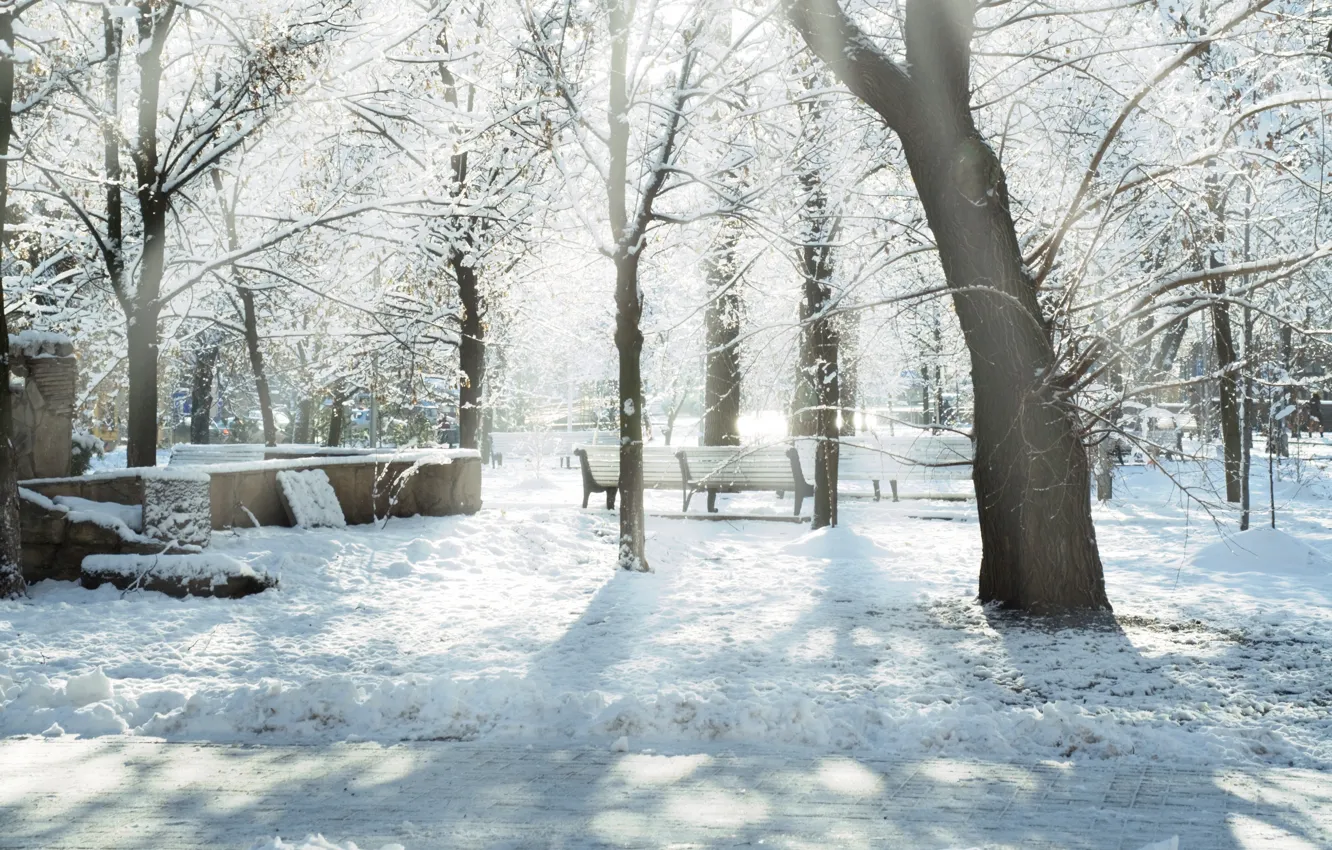 Фото обои зима, солнце, лучи, снег, парк, скамейки, Snow trees, дервья