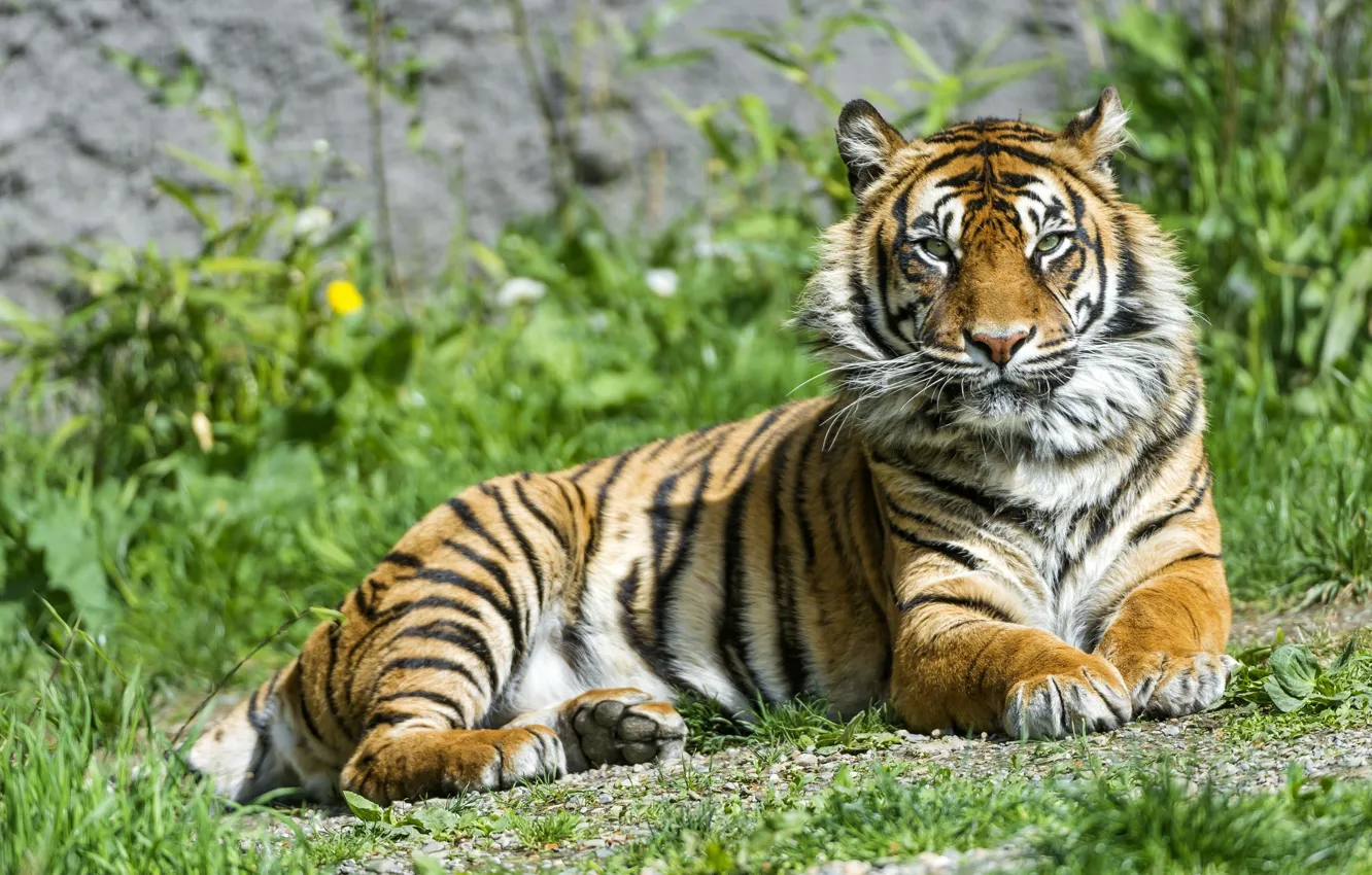 Фото обои трава, взгляд, тигр