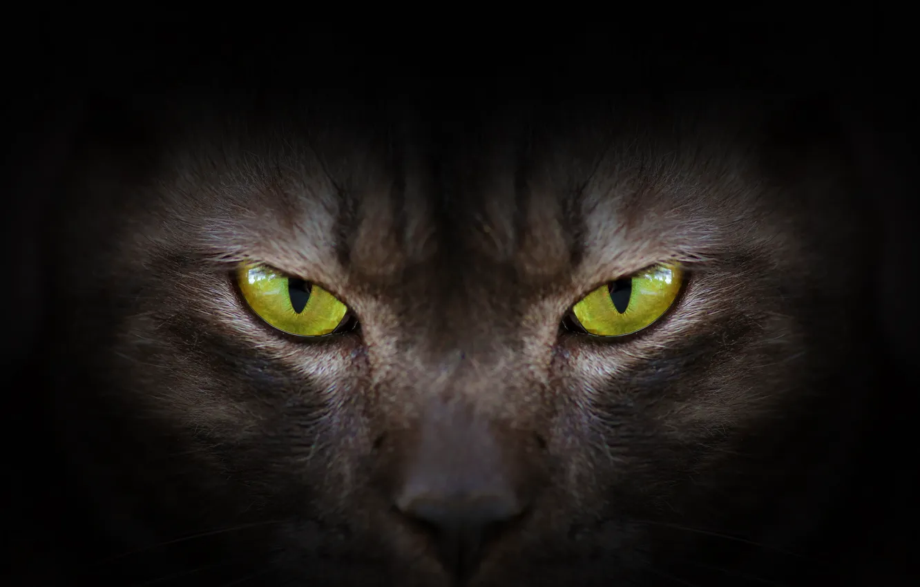 Фото обои глаза, взгляд, green, black, eyes, cat, черная кошка
