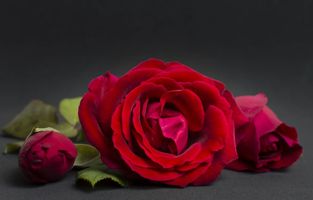 Фото обои фон, роза, план, красная, крупный