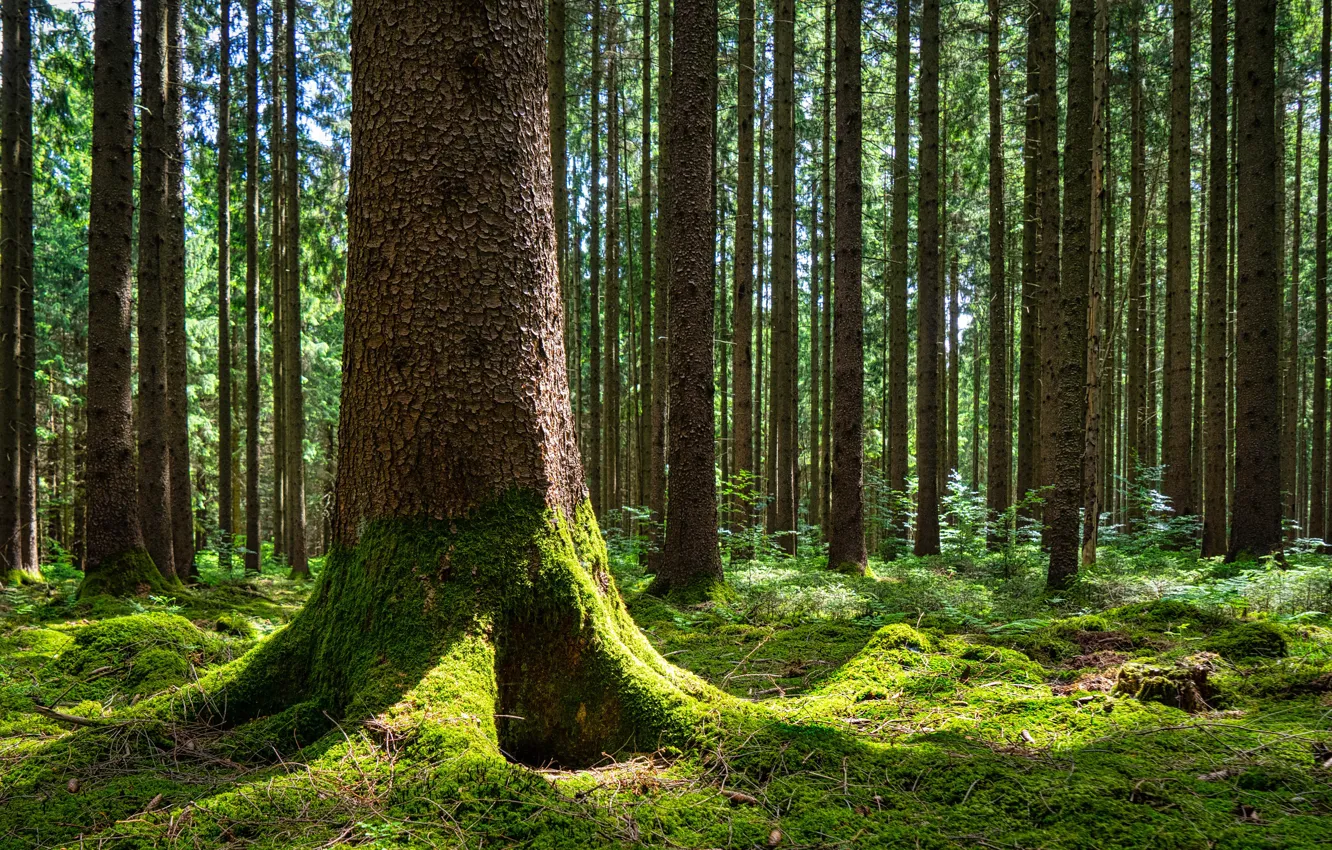 Фото обои лес, деревья, Германия, Бавария, Gauting