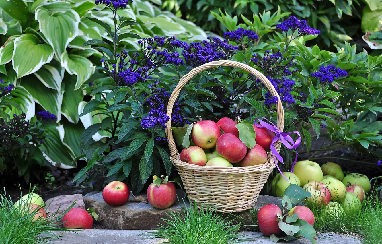 Фото обои цветы, яблоки, урожай, корзинка