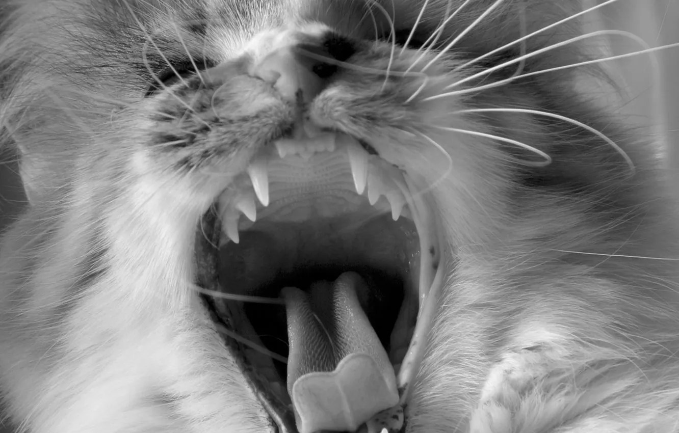 Фото обои язык, кот, усы, черно-белая, зубы, клыки