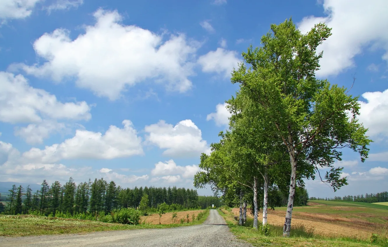 Фото обои дорога, лес, лето, облака, деревья, березы