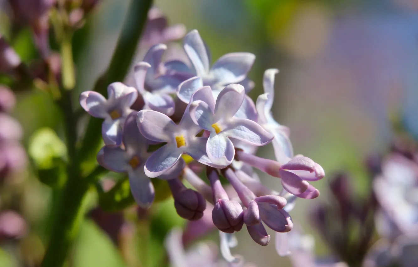Фото обои spring, lilac, blooming