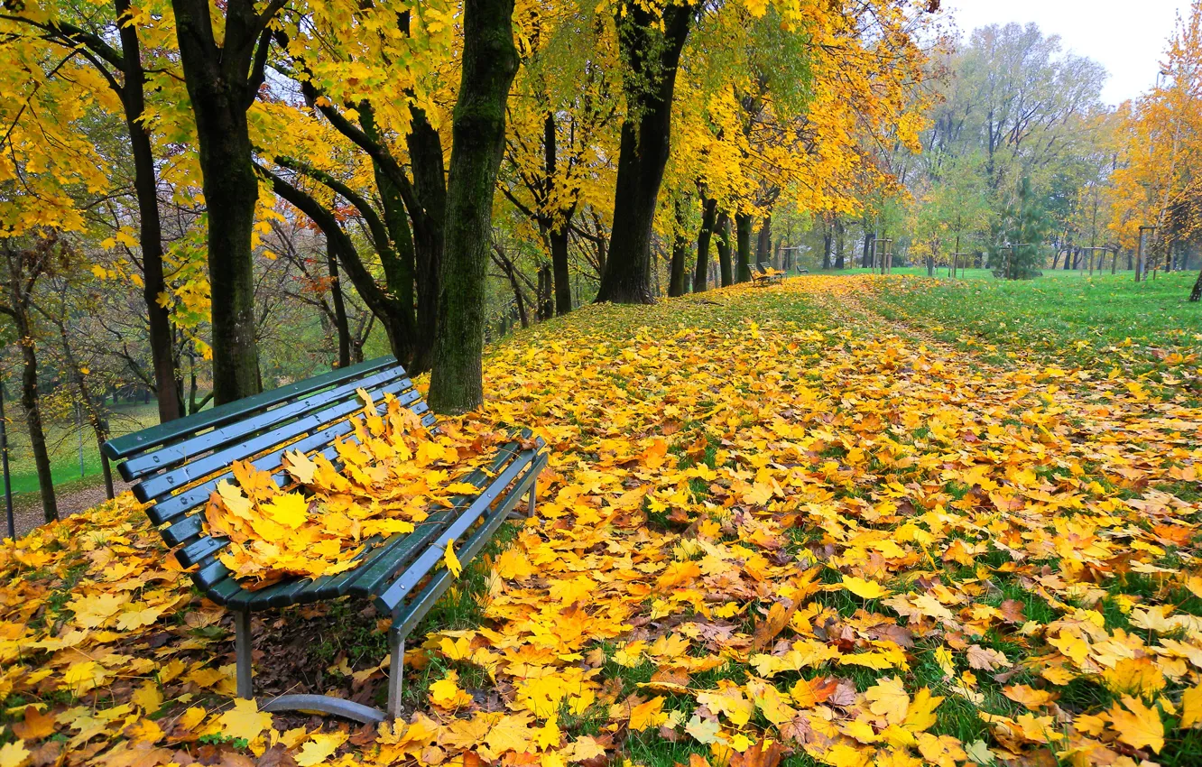 Фото обои осень, листья, деревья, парк, аллея, скамья