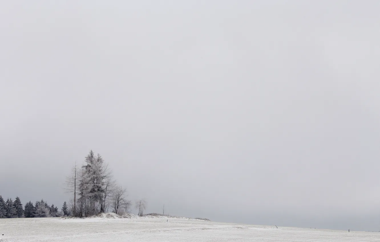 Фото обои зима, поле, снег, деревья, природа, туман