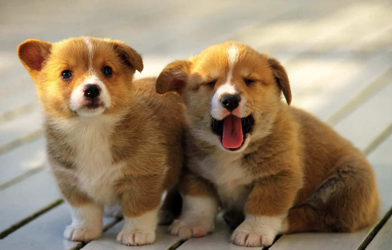 Фото обои собака, щенки, порода