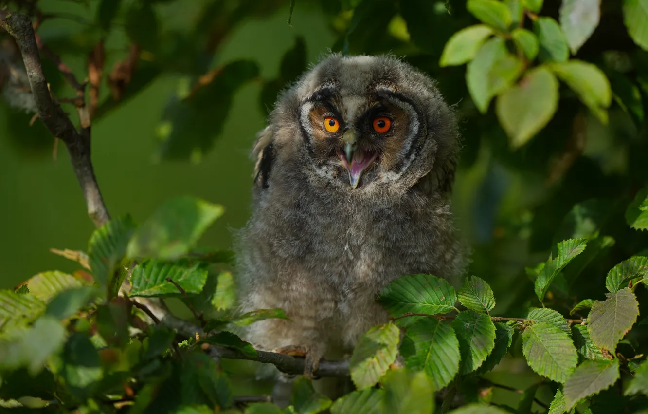 Фото обои зелень, взгляд, свет, сова, птица, листва, клюв, птенцы