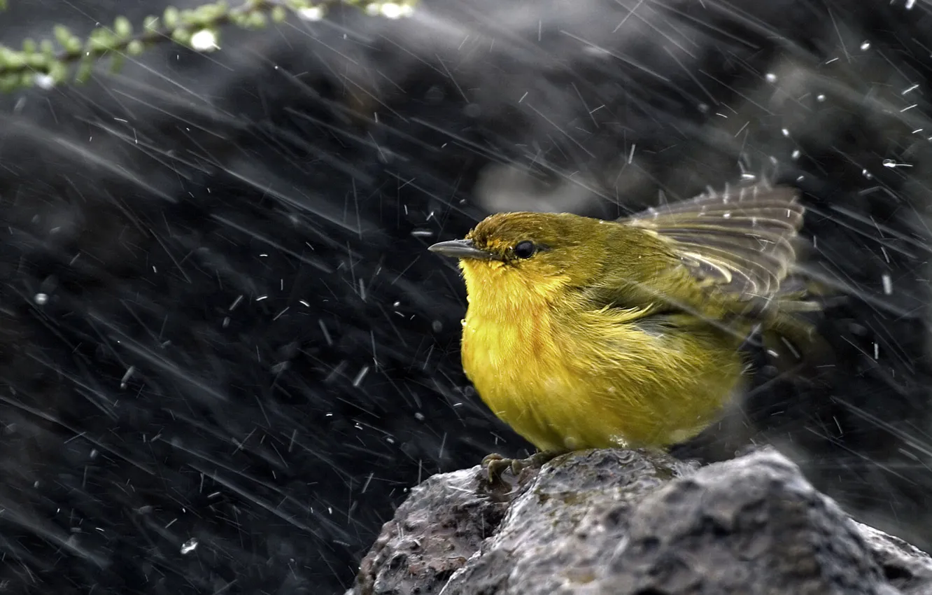 Фото обои снег, птица, камень, Yellow warbler, Желтая древесница
