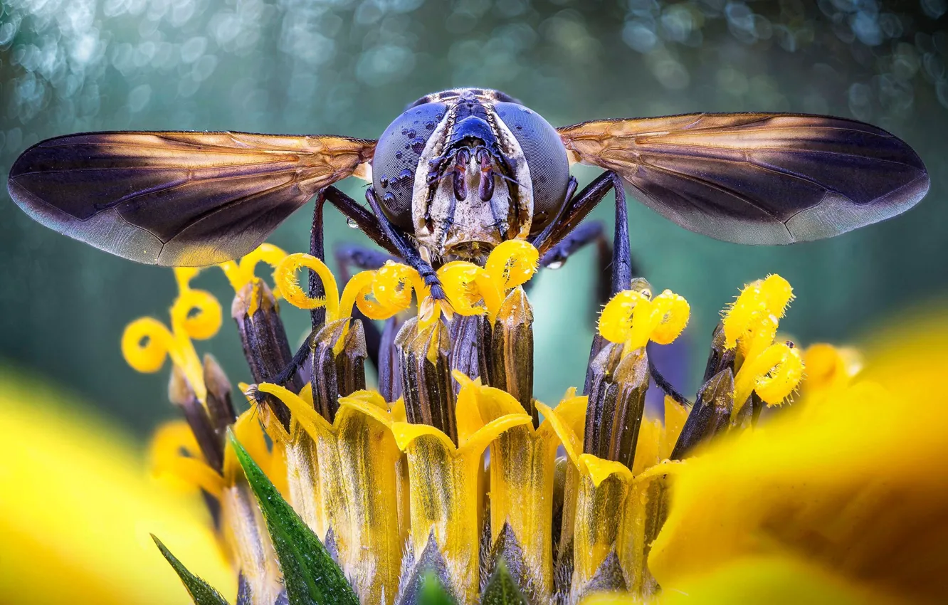 Фото обои цветок, глаза, природа, крылья, голова, насекомое, журчалка