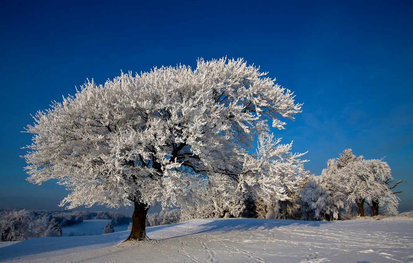 Фото обои фото, Природа, Зима, Деревья, Снег