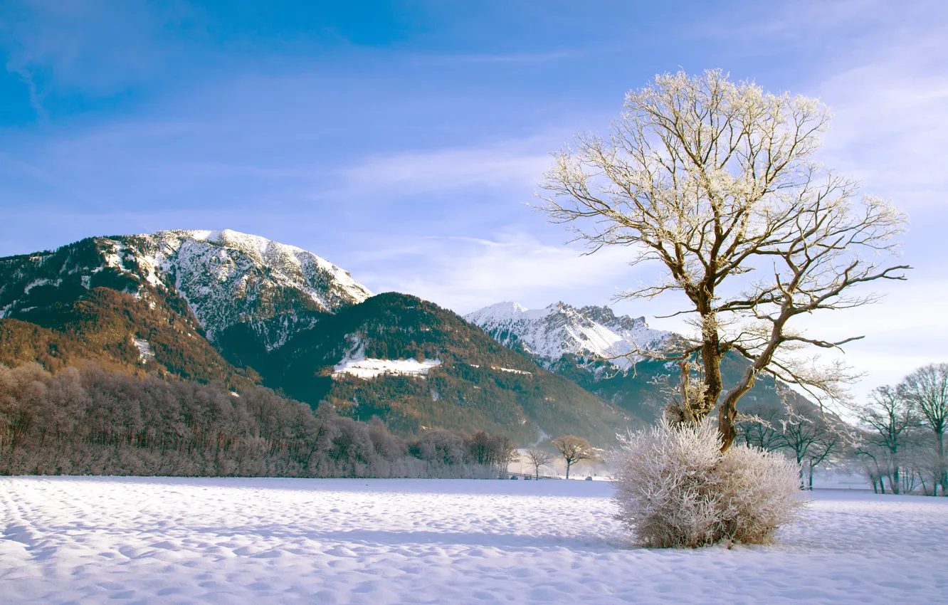 Фото обои зима, лес, снег, горы, дерево, куст