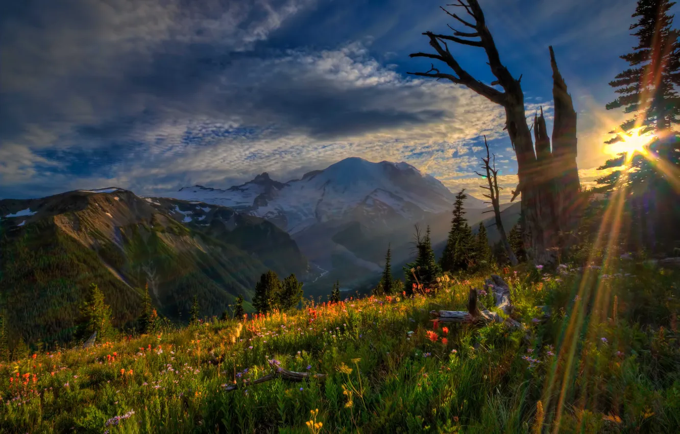 Фото обои закат, цветы, горы, Mount Rainier National Park