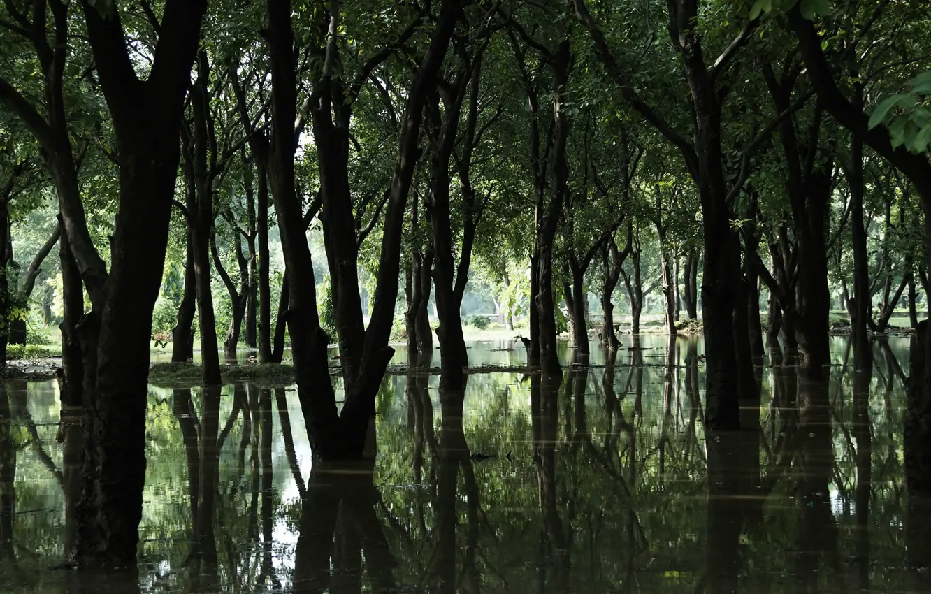 Фото обои лес, вода, деревья, болото
