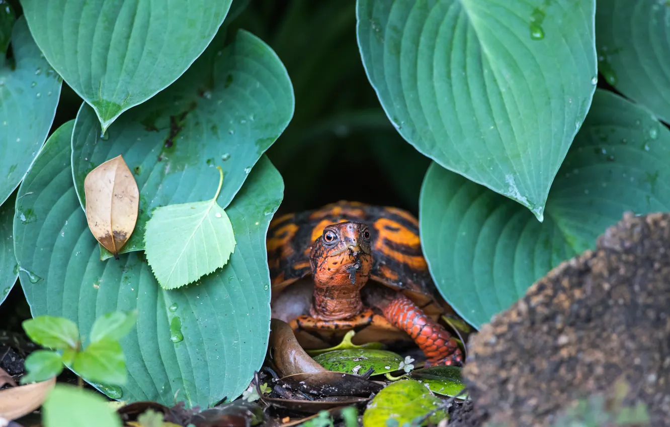Фото обои взгляд, листья, капли, природа, черепаха, оранжевая, мордашка, черепашка