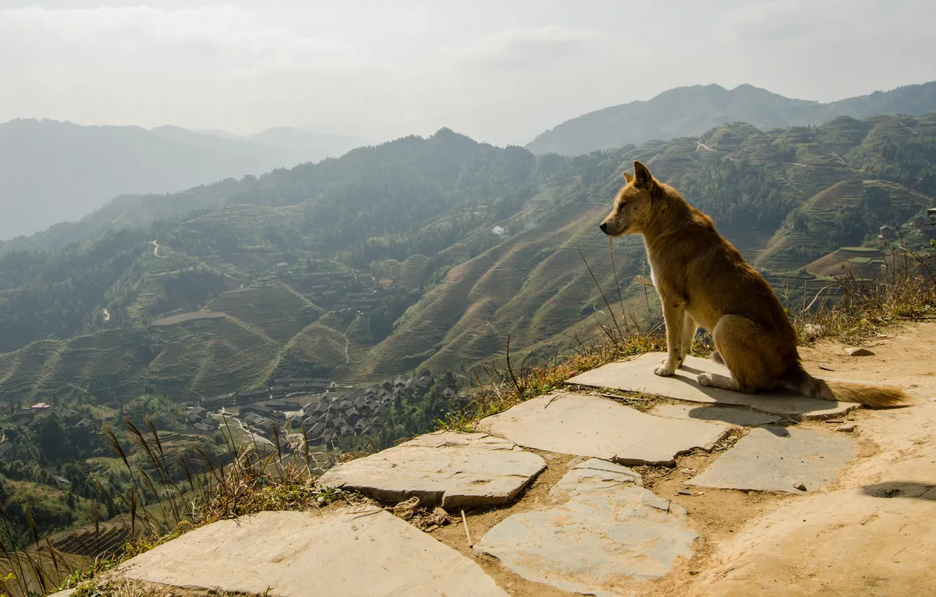 Фото обои природа, друг, собака, панорама, пёс