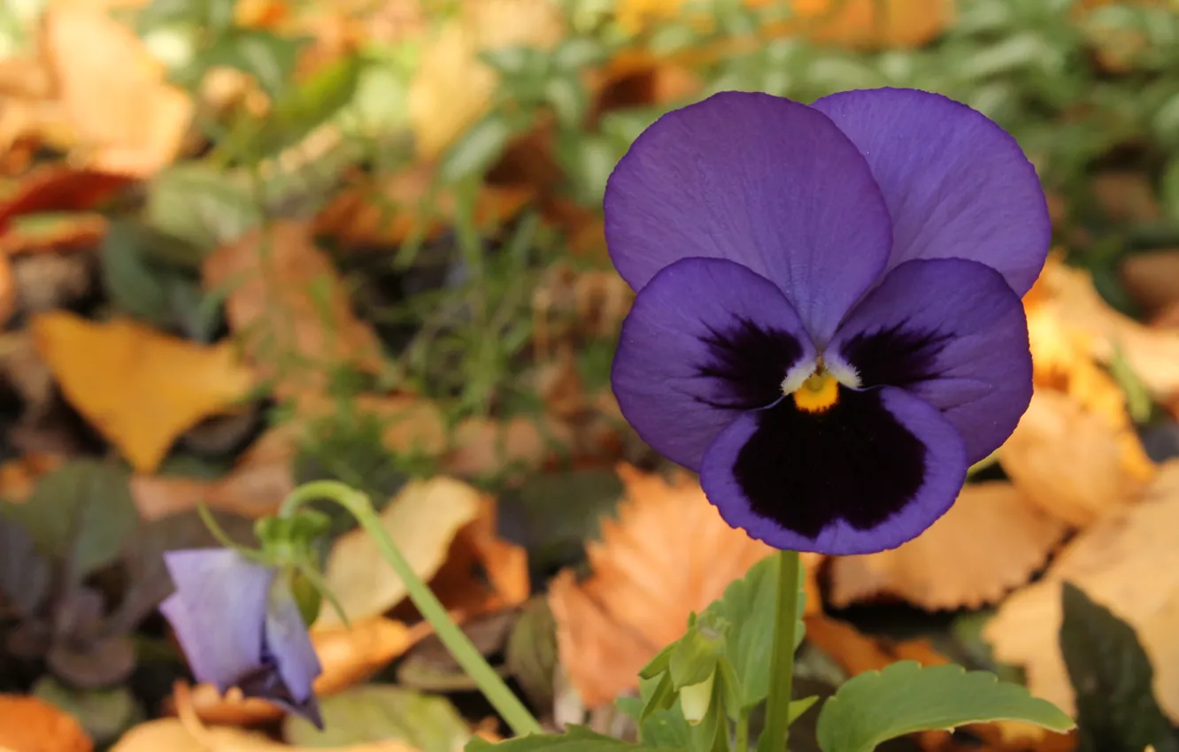 Фото обои осень, цветок, фиолетовый, фиалка