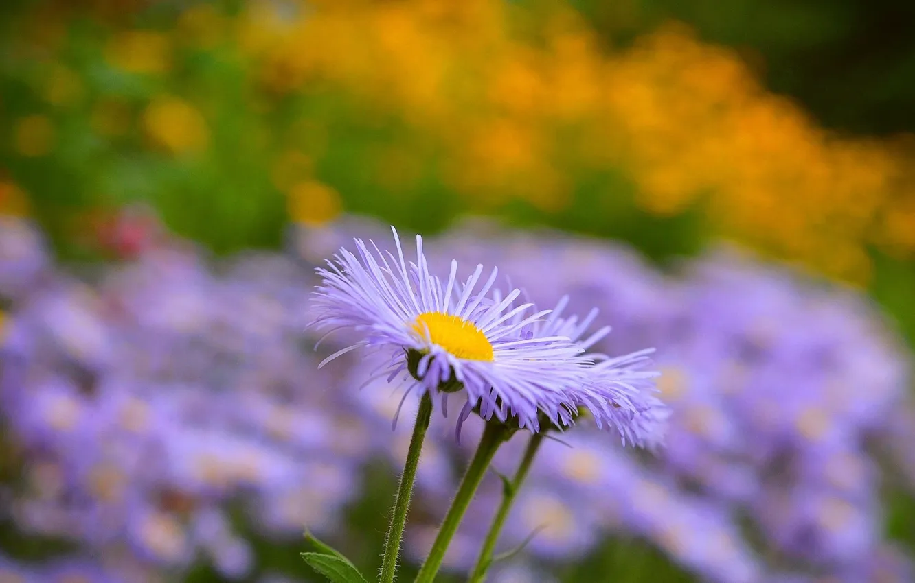 Фото обои Summer, Фиолетовые цветы, Purple flowers