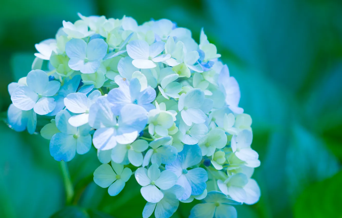 Фото обои лепестки, цветки, голубая, гортензия, пышность