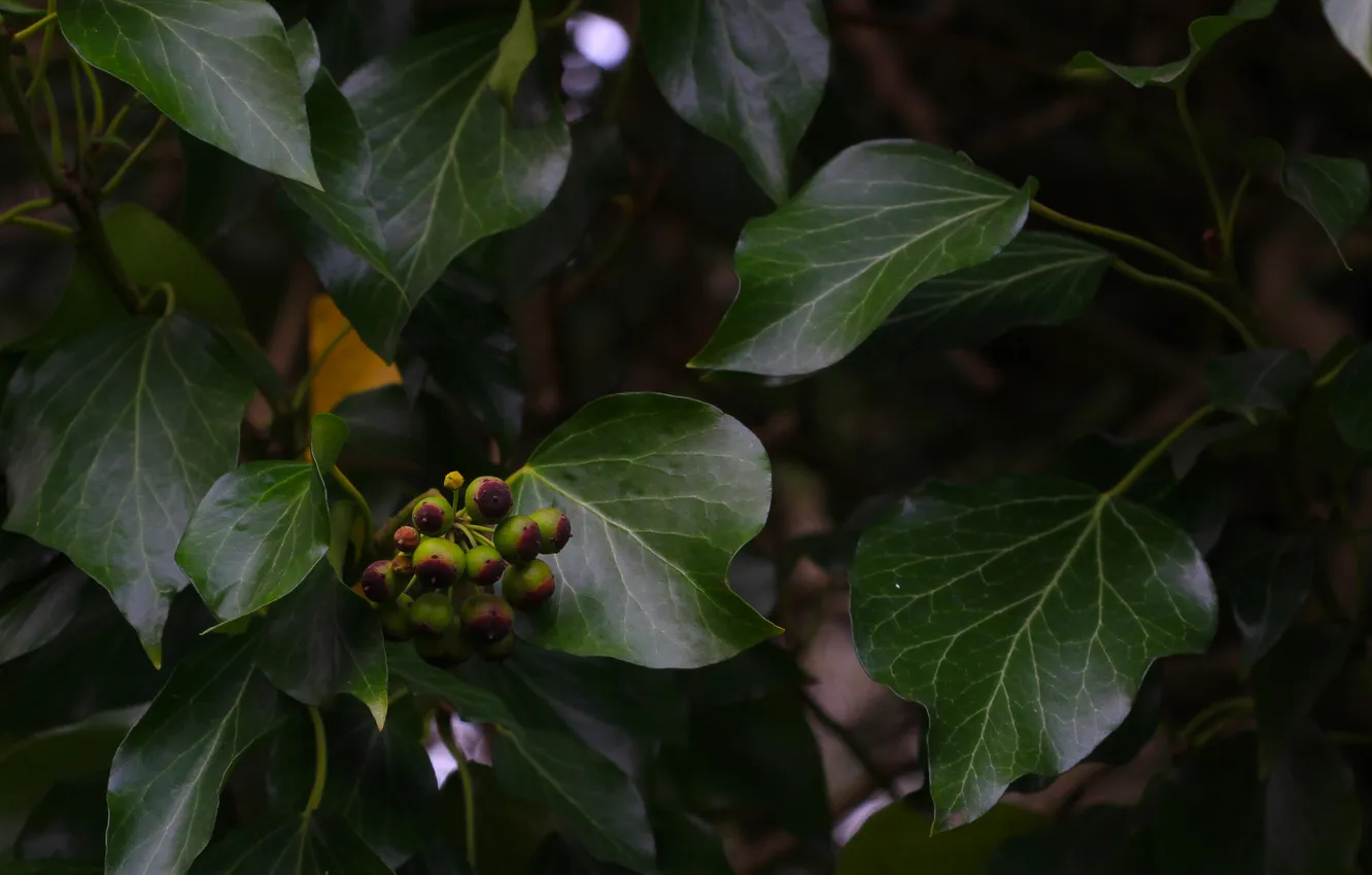Фото обои dark, leaf, plant
