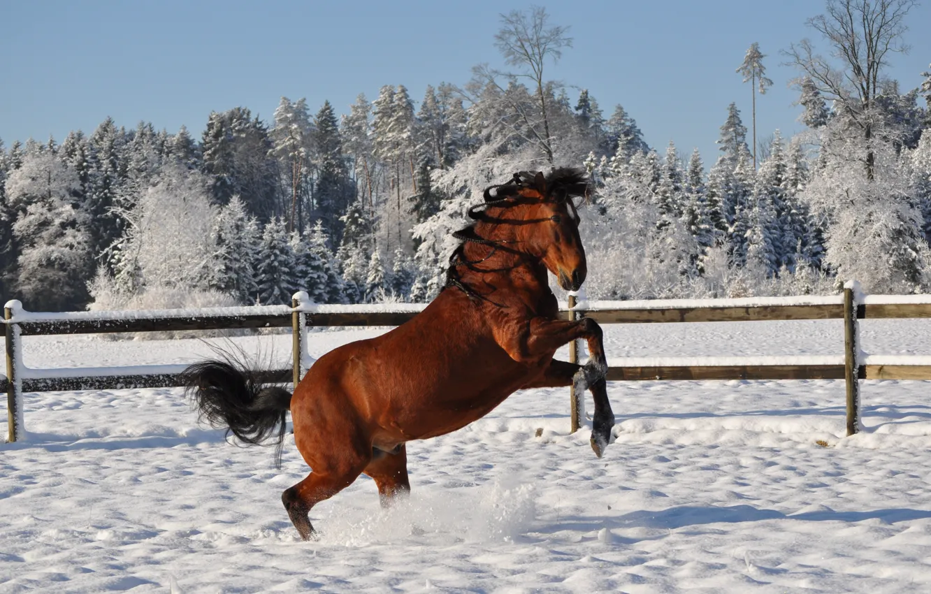 Фото обои зима, снег, конь, лошадь, прическа, грива, косички, встал на дыбы
