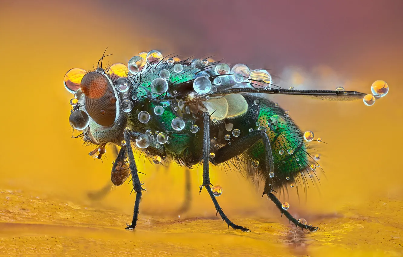 Фото обои капли, макро, муха, фон, насекомое