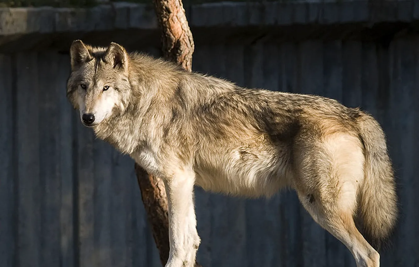 Фото обои nature, predator, animal, wolf, wildlife, Canis lupus, portrait.