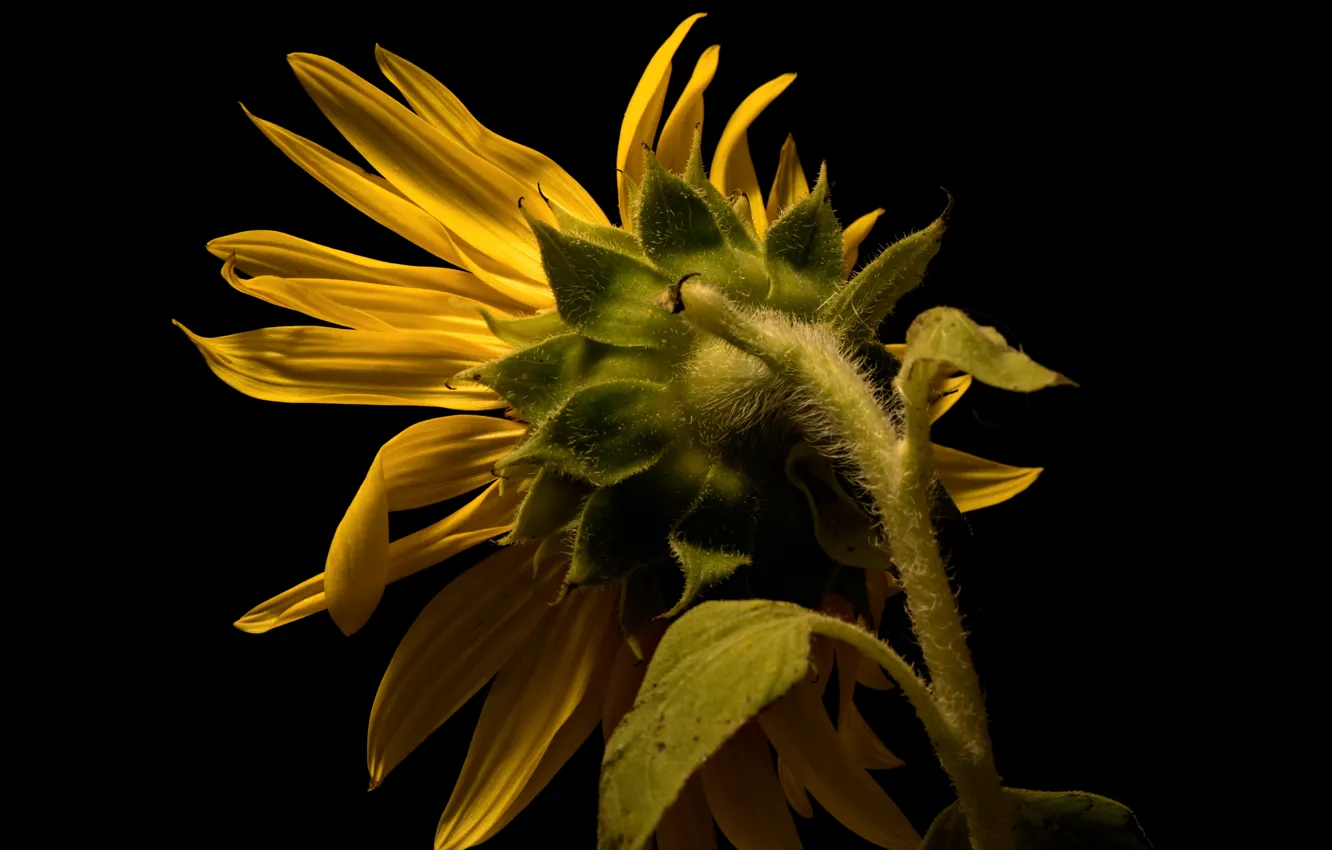Фото обои природа, фон, подсолнух
