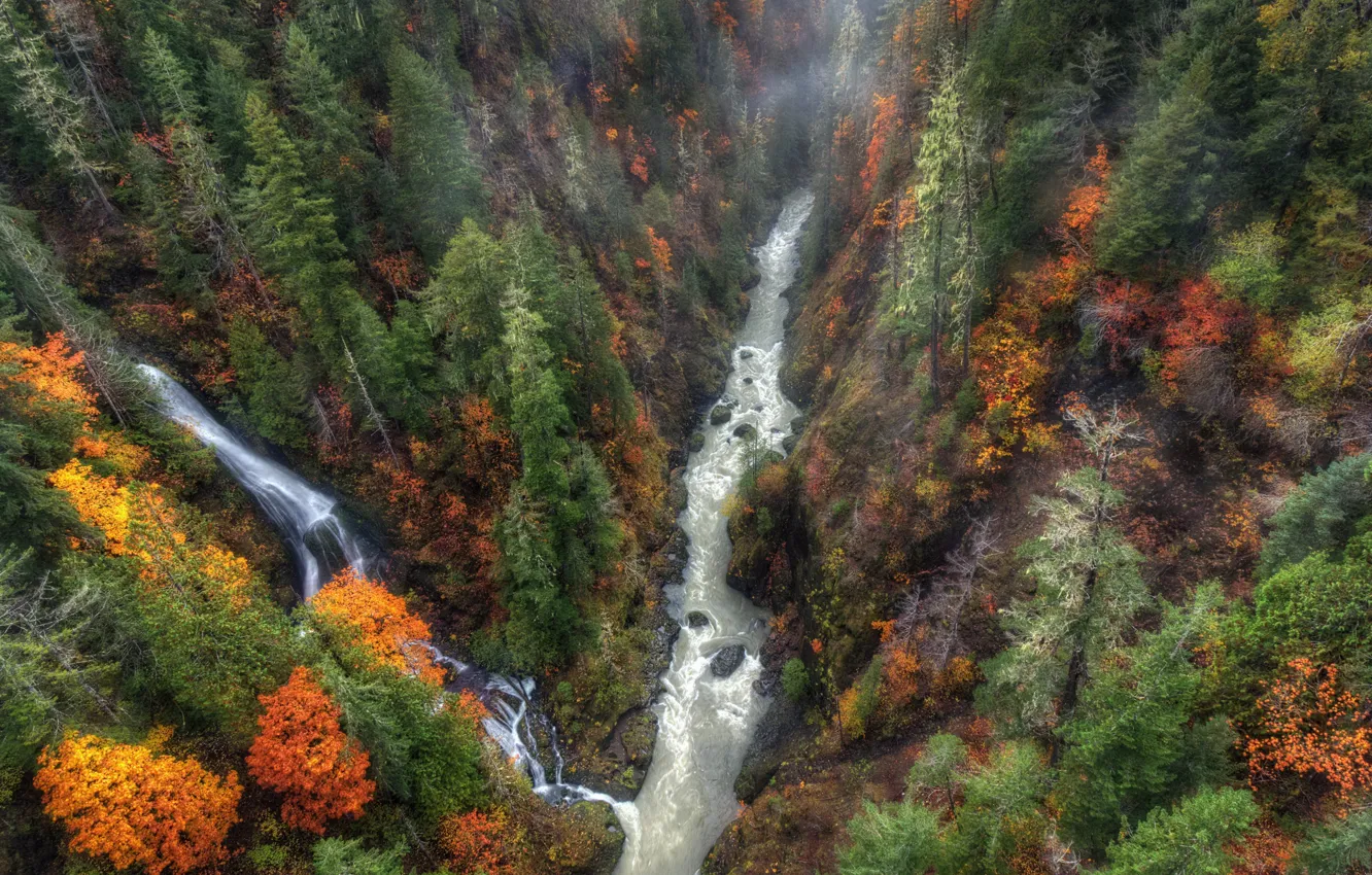 Фото обои осень, лес, туман, река