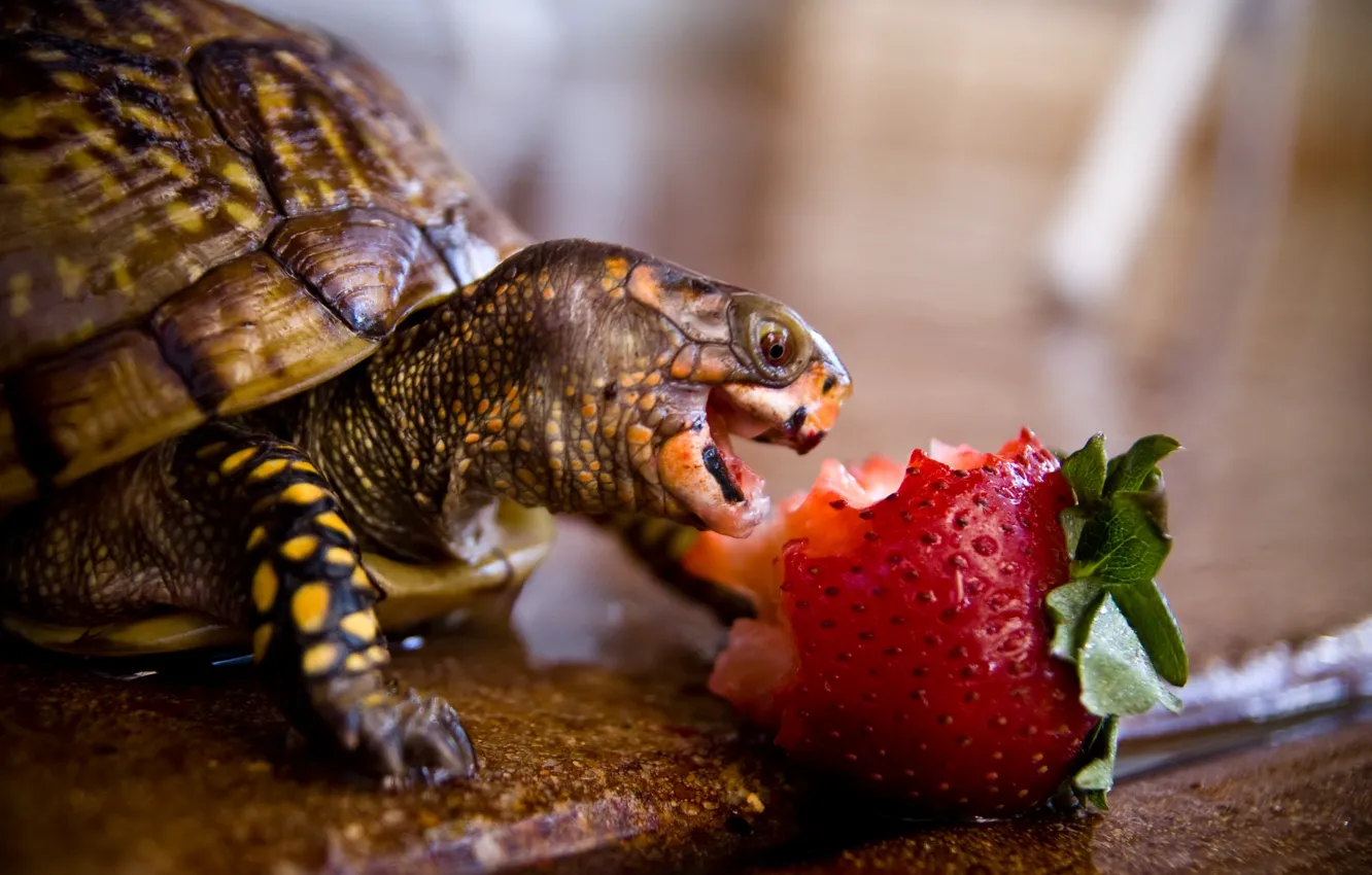 Фото обои strawberry, turtle, biting