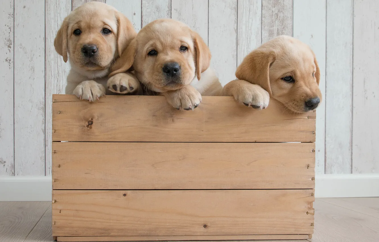 Фото обои собаки, щенки, ящик, трио, Голден ретривер, Золотистый ретривер, троица