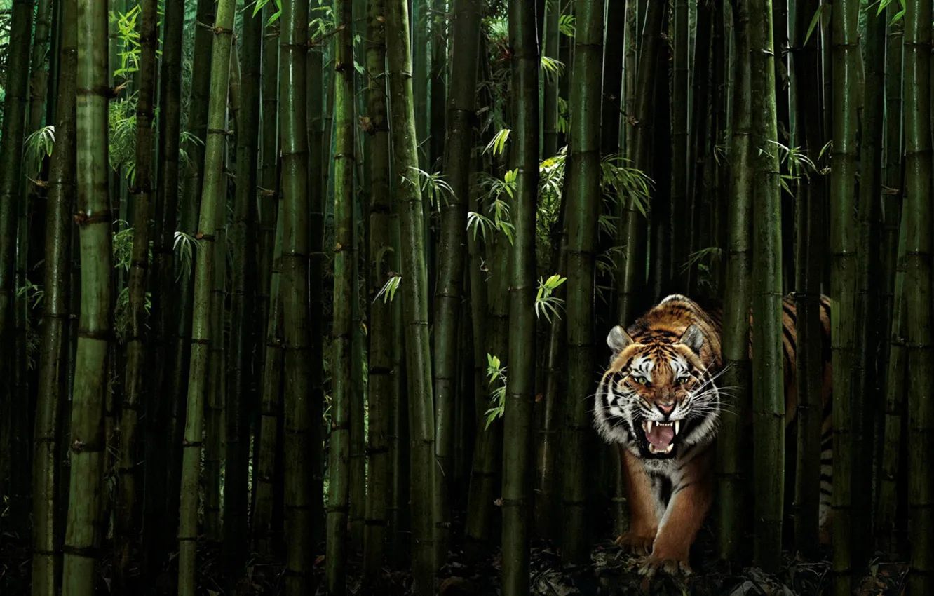 Фото обои зелень, тигр, 149, бамбук