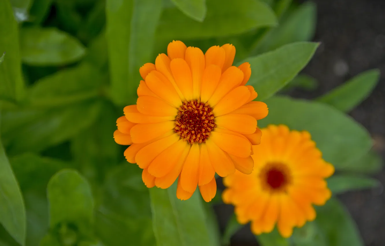 Фото обои лето, макро, цветы, оранжевый, оранж